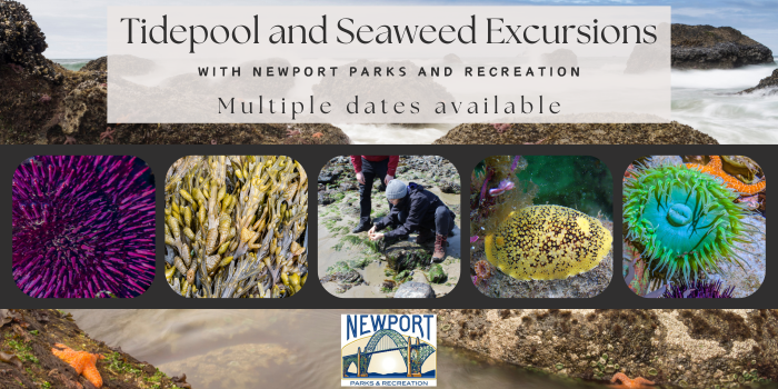Tide Pool and Seaweed Excursions